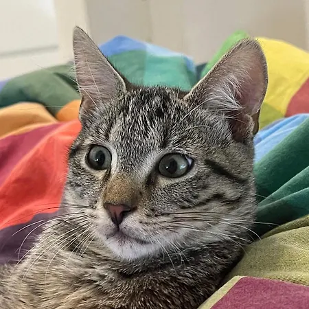 בית הארחה Fiera-nemo 4*